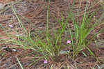 Grassleaf roseling